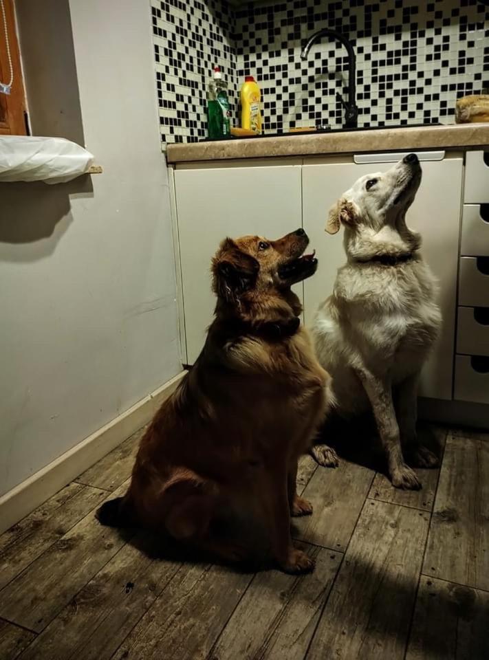 Villa Bieszczadzka Sielanka Wojtkowa Esterno foto